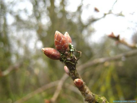 GEMMOTHERAPIE : LE BOURGEON DE CHÊNE