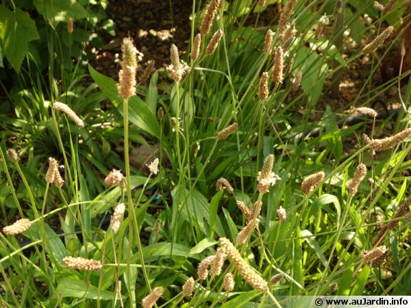 plantago-lanceolata-600x450